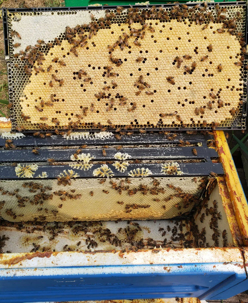 Bee box using Acorn Bee one-piece plastic bee frames