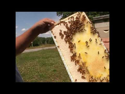 Cornici per api in plastica monopezzo ghianda
